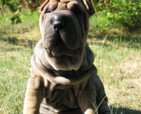 Shar Pei 3