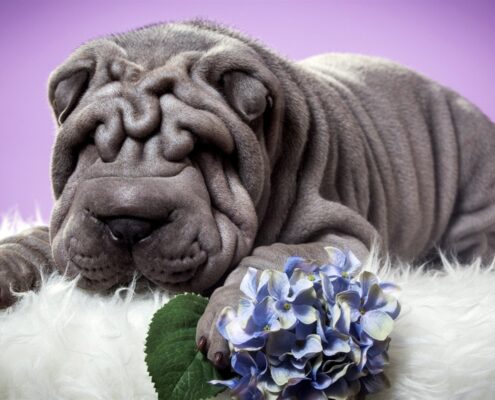 Shar Pei 4