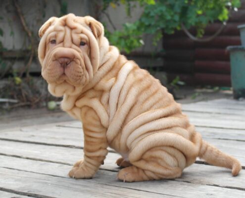 Shar Pei