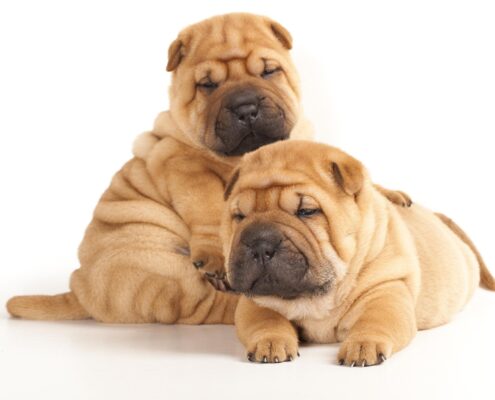 Shar Pei Duvar Kağıtları