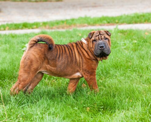 Shar Pei Foto Galeri