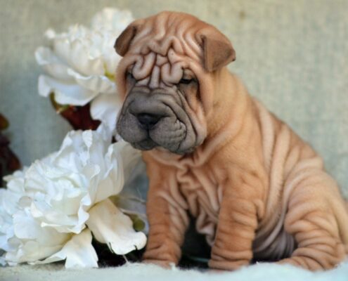 Shar Pei Fotoğrafları