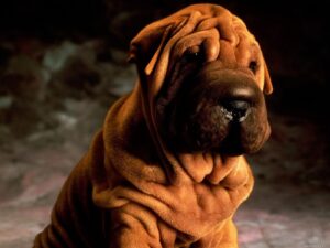 Shar Pei Galerisi