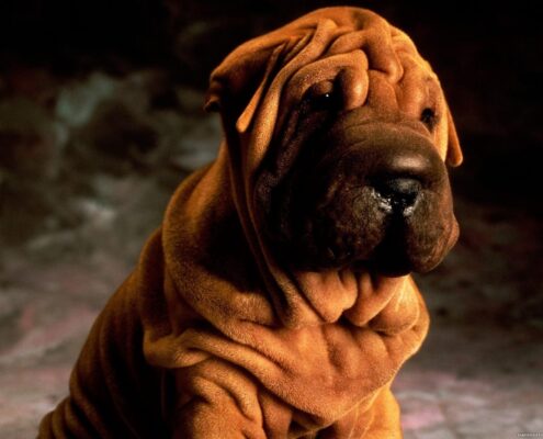Shar Pei Galerisi