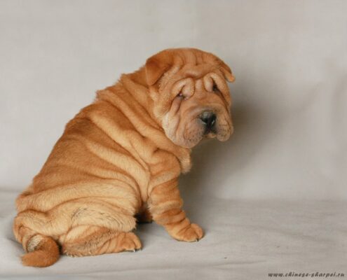 Shar Pei Resimleri