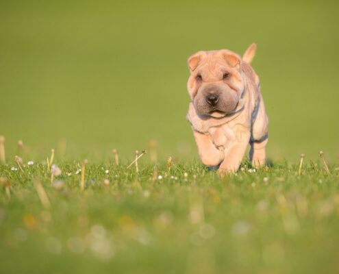Shar Pei Wallpaper