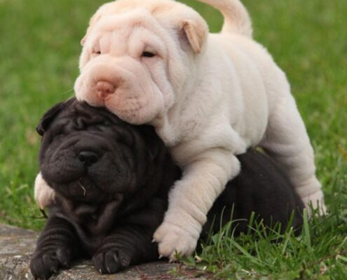 Shar Pei Yavruları