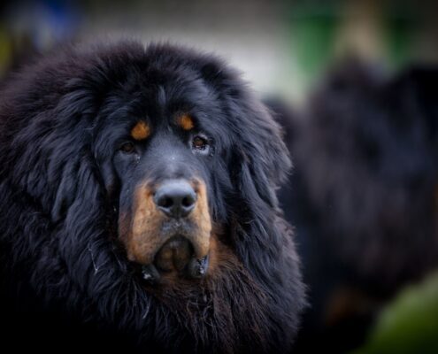Tibet Mastifi 2