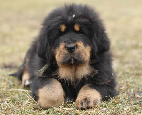 Tibet Mastifi 7