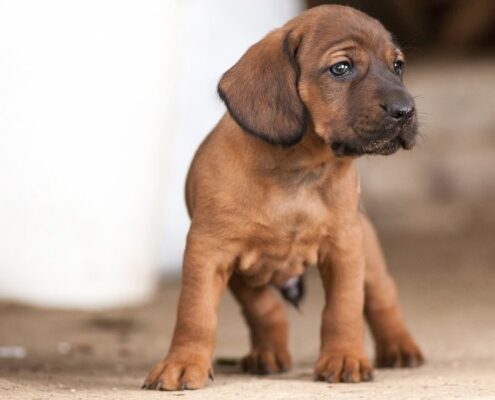 Yavru Bloodhound