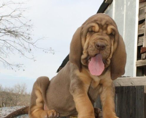 Yavru Bloodhound Resimleri