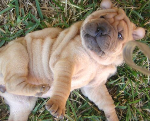 Yavru Shar Pei