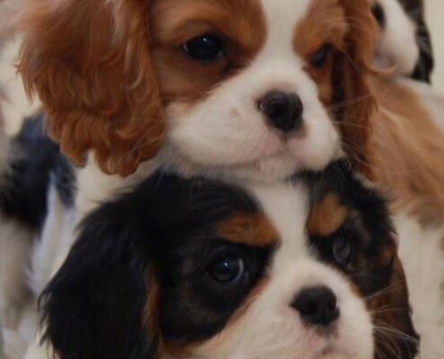 Cavalier King Charles Spaniel