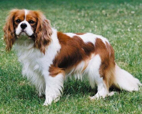 Cavalier King Charles Spaniel 3