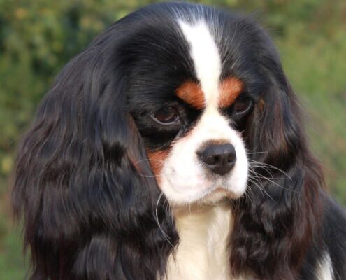 Cavalier King Charles Spaniel Foto Galeri