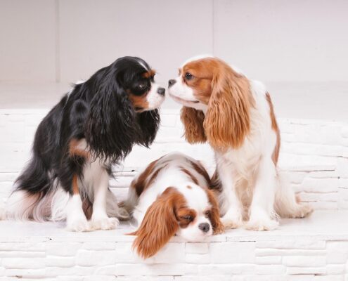 Cavalier King Charles Spaniel Resimleri