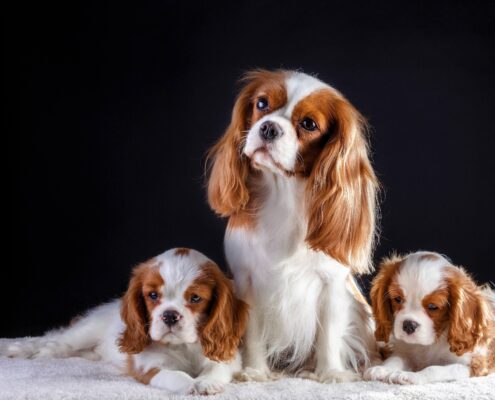 Cavalier King Charles Spaniel Wallpaper