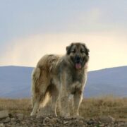 Kars Çoban Köpeği 4