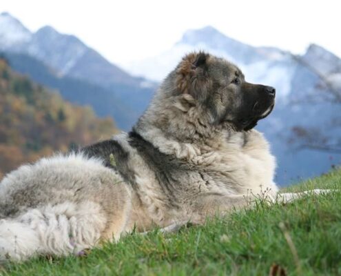 Kars Çoban Köpeği Foto Galeri