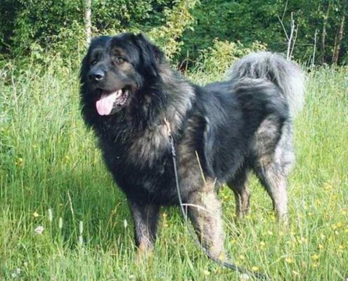 Kars Çoban Köpeği Galerisi