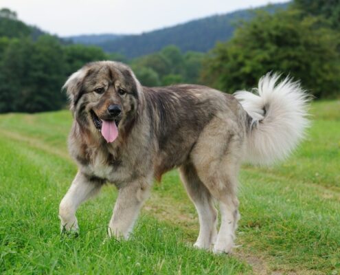 Kars Çoban Köpeği Resimleri