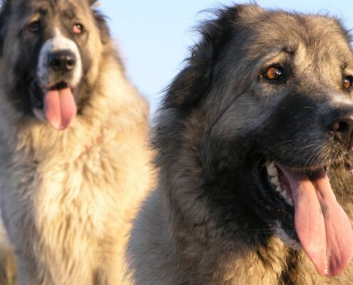 Kars Çoban Köpekleri