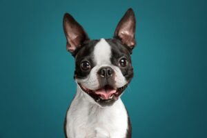 Boston Terrier 4