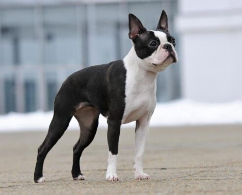 Boston Terrier