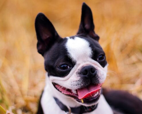 Boston Terrier 5