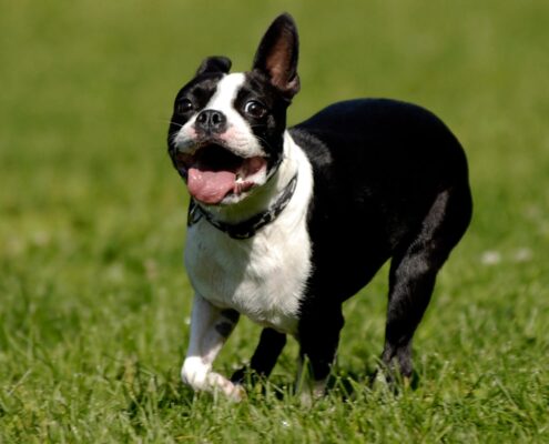Boston Terrier Duvar Kağıdı