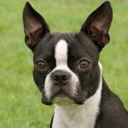 Boston Terrier Foto Galerisi