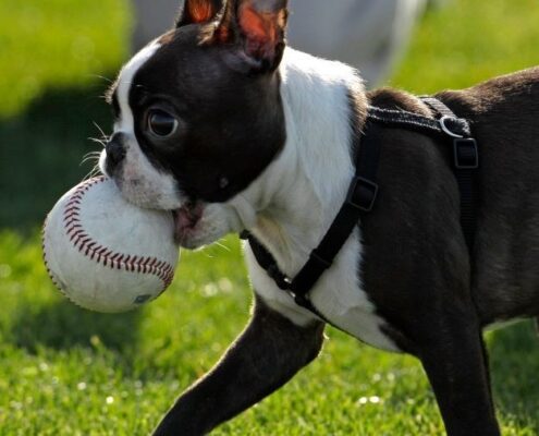 Boston Terrier Resimleri