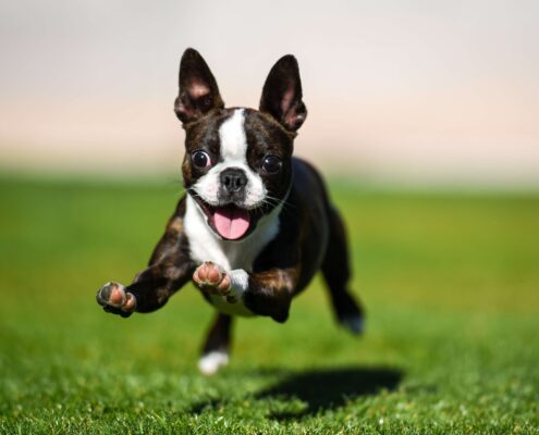 Boston Terrier Wallpaper