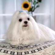 Maltese