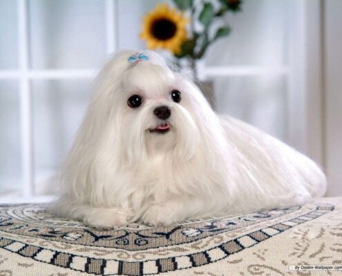 Maltese
