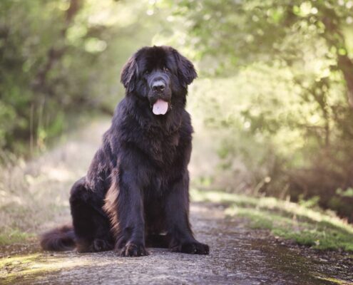 Newfoundland Newfoundland