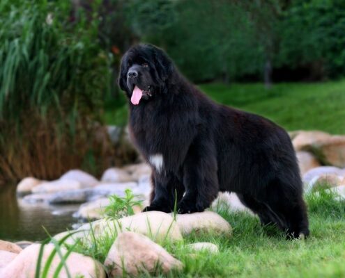 Newfoundland Newfoundland