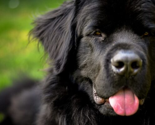 Newfoundland Newfoundland