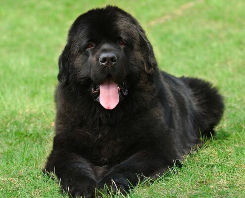 Newfoundland Newfoundland