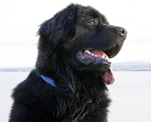 Newfoundland Newfoundland