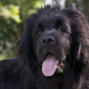 Newfoundland