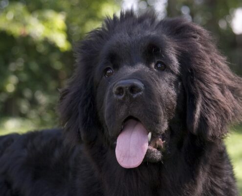 Newfoundland