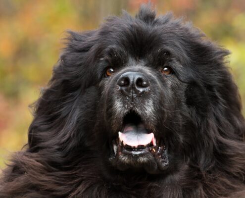 Newfoundland Newfoundland