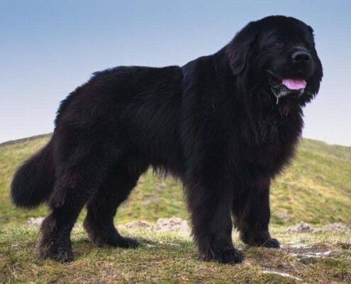 Newfoundland Fotoğrafları Newfoundland Fotoğrafları