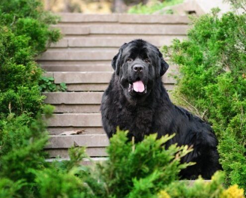 Newfoundland Newfoundland