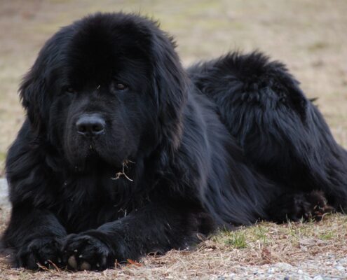 Newfoundland Resimleri Newfoundland Resimleri