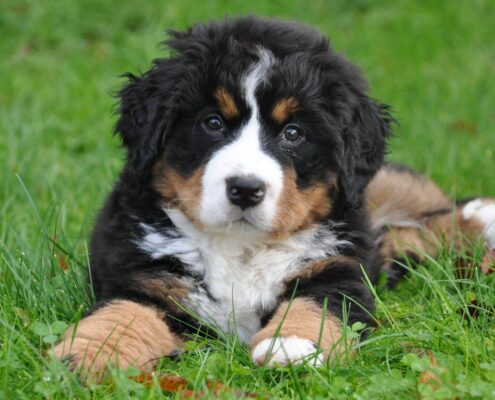 Yavru Bernese Dağ Köpeği Yavru Bernese Dağ Köpeği