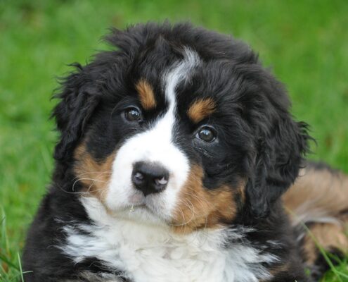 Yavru Bernese Dağ Köpeği Resimleri Yavru Bernese Dağ Köpeği Resimleri