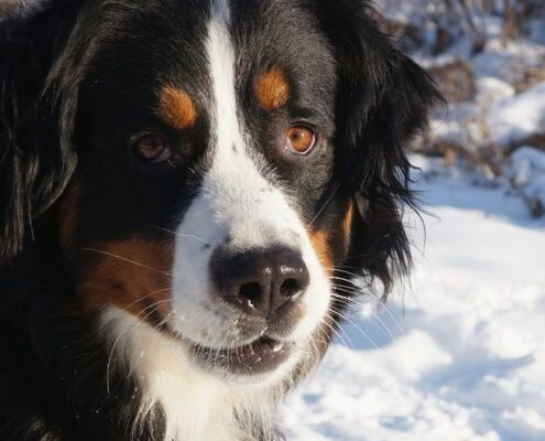 Bernese Dağ Köpeği Bernese Dağ Köpeği