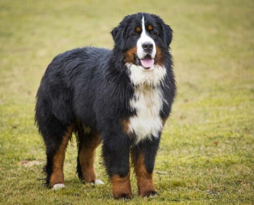 Bernese Dağ Köpeği Bernese Dağ Köpeği